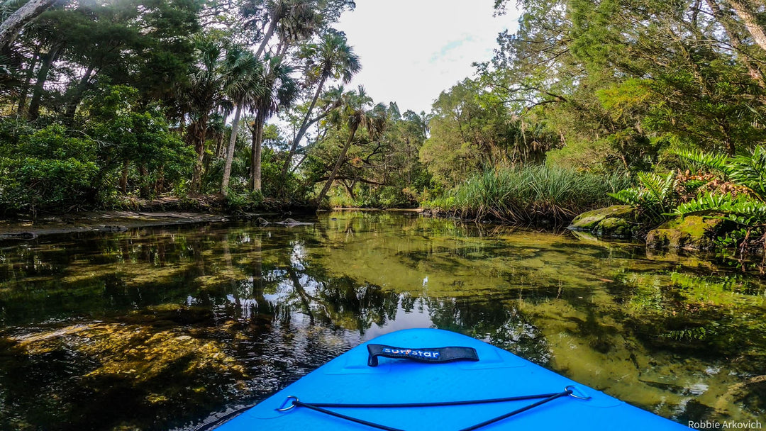 SUP Paddling With Marine or Wild Animals