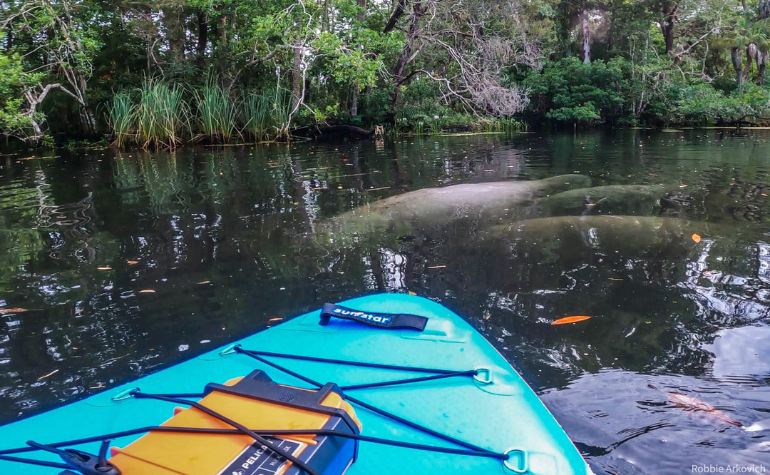 Types of SUP boards that Beginners Need to Know