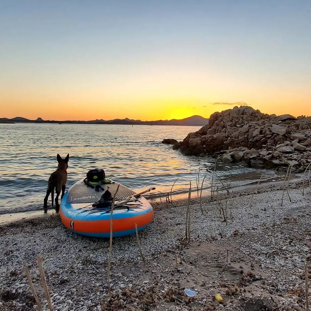 How to Paddle Board with your Dog