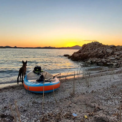 How To Train My Dog To SUP?