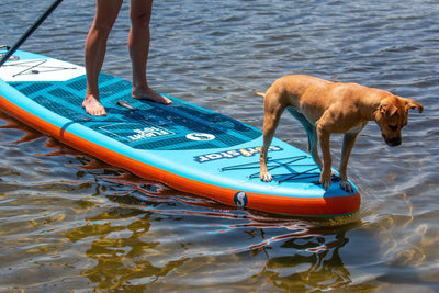 How To Find A Stand Up Paddleboarding Community As A Beginner In 2022?
